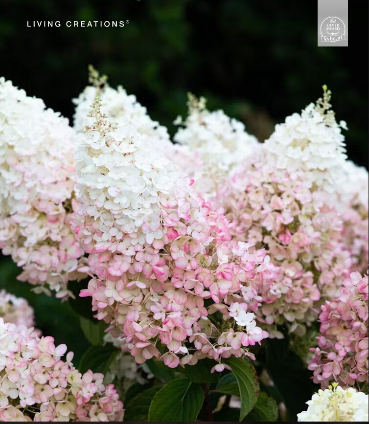 HORTENZIJA ŠLUOTELINĖ 'LIVING STRAWBERRY BLOSSOM®' C3